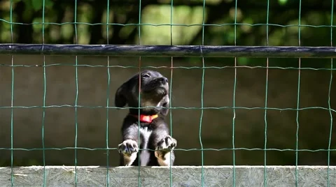Dog in cage Stock Footage 46020698