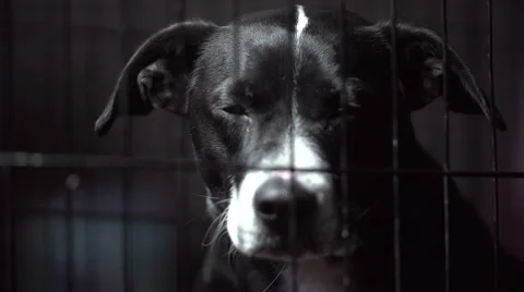 Dog in a Cage Stock-Footage 47830401