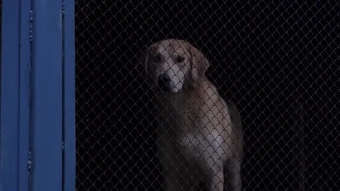 A dog in a cage 스톡 동영상 80500616