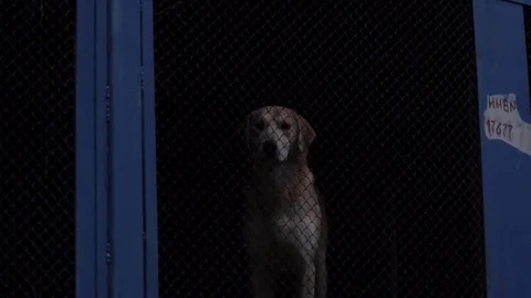 A dog in a cage Stock Footage