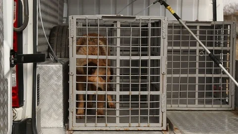 A dog in a cage Stock Footage 86906173