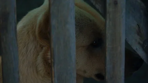 Dog in the Cage 動画素材 90319396