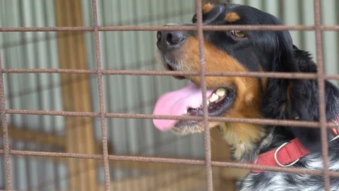 The dog in the cage Video stock 106020501