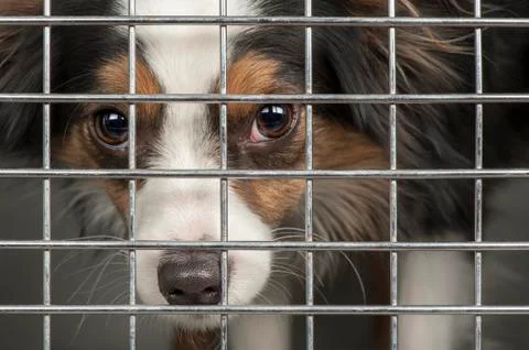 Dog in a cage Stock Photos