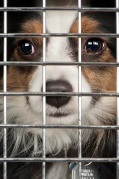 Dog in a cage Stock Photos