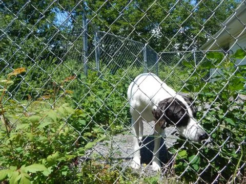 Dog In Cage Stock Photos