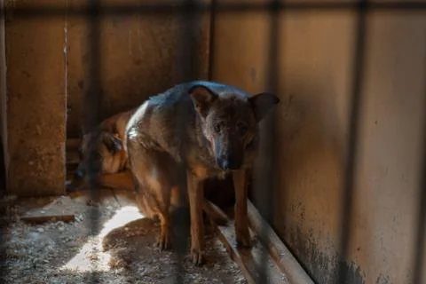 Dog in the cage Stock Photos