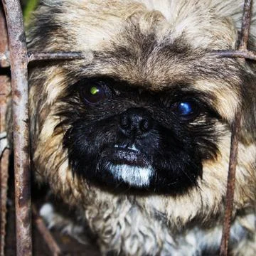 Dog cage Foto stock