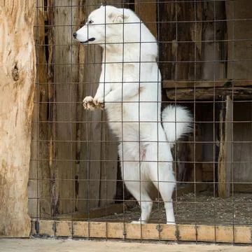 Dog in cage Foto stock