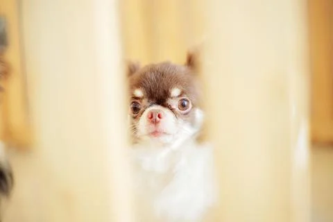 Dog in cage. Foto stock