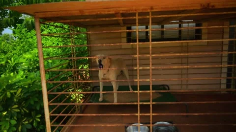 Dog in Cage Surrounded by Greenery Barking Outdoor Stock Footage 304848067