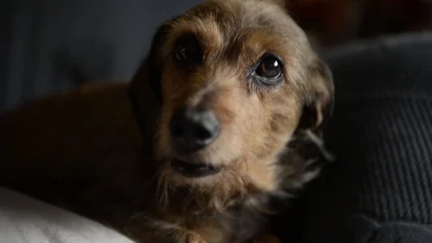 Dog that calls the owner Stock Footage 88858382