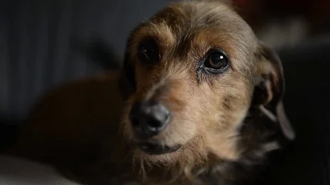 Dog that calls the owner Stock Footage 88858447