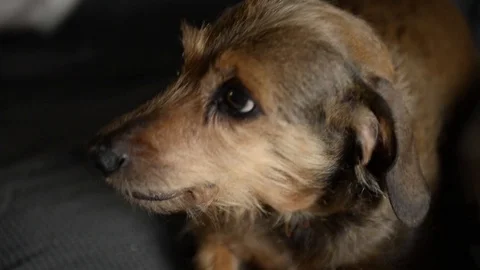 Dog that calls the owner Stock Footage 88858539