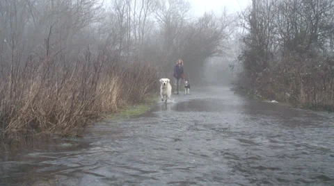 Dog to camera Video stock 34269348