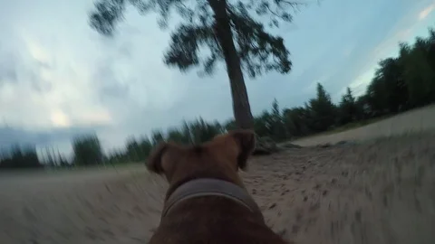 Dog with the camera 库存影片 92539731