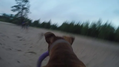 Dog with the camera 库存影片 92540045