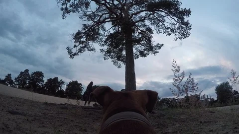 Dog with the camera Stock Footage 92550581