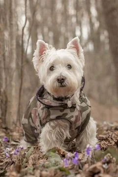 Dog in camouflage Stock Photos