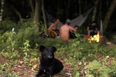 Dog in the camp Foto stock