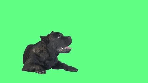 Dog cane corso on a green background Stock Footage 81774737