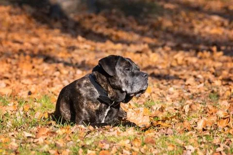 Dog cane Corso Stock Photos