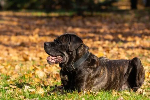 Dog cane Corso Stock Photos
