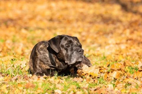 Dog cane Corso Stock Photos