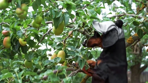Dog in cap hangs on fruit tree in the garden, shakes a branch, harvests pears Stock Footage 276926969