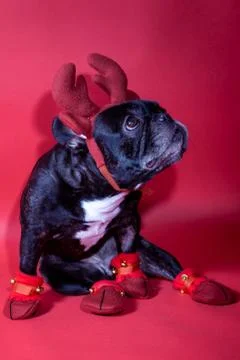 Dog with a cap Stock Photos