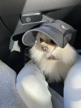 Dog with the cap Stock Photos