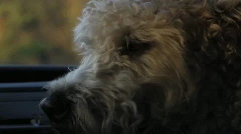 Dog in Car Video stock 21244709