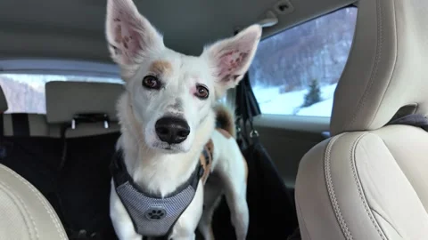 Dog in the car. Stock Footage 317677327