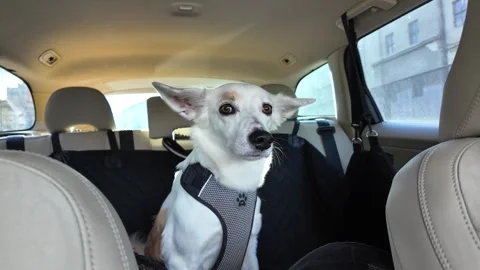 Dog in the car. Stock Footage 317677900