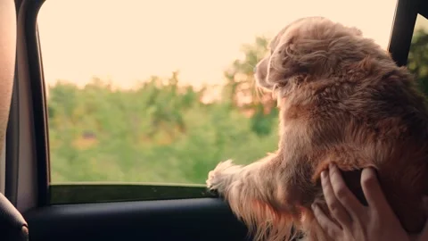 Dog in car looking out window. Dog blowing wind from open car window during Stock Footage 300878000