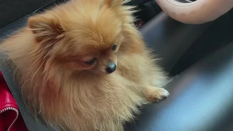 Dog in the Miniature Pomeranian in Stock Video Pond5
