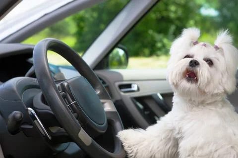 Dog in car Stock Photos
