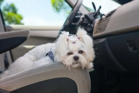 Dog in car Stock Photos