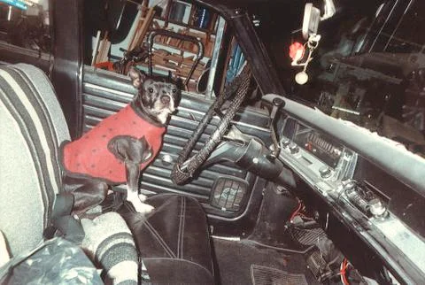 Dog in Car Stock Photos