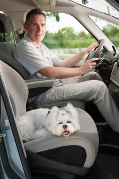 Dog in car Stock Photos