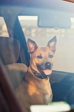 Dog in the car Stock Photos