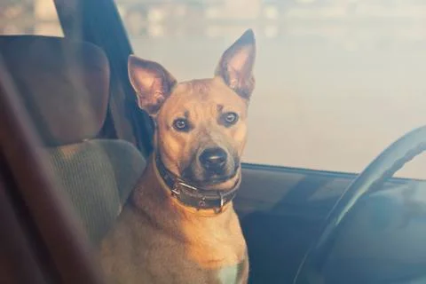Dog in the car Stock Photos