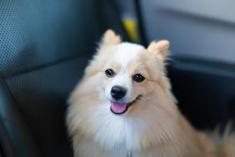 Dog in car Stock Photos