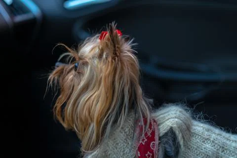 The dog is in the car Stock Photos