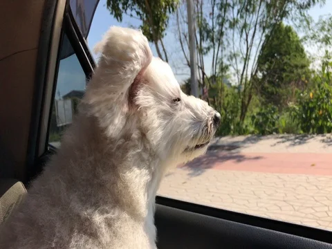 Dog on a car window Stock Footage 71838704