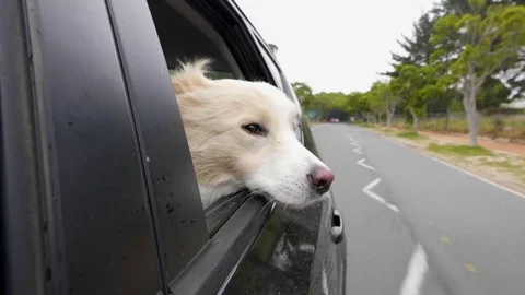 Dog car window Video stock 81483200
