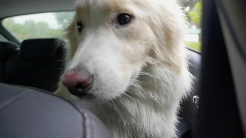 Dog car window Stock Footage 81484296
