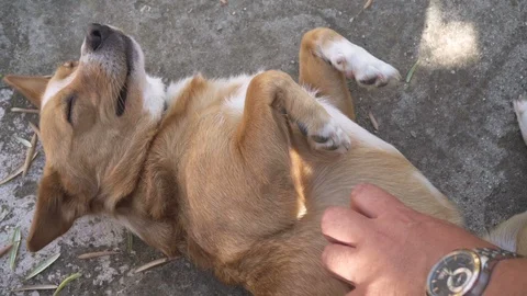 Dog, caresses, cuddles Stock Footage 94073018