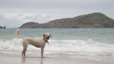 Dog in the caribbean Stock Footage 153938383