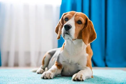 Dog on carpet Stock Photos